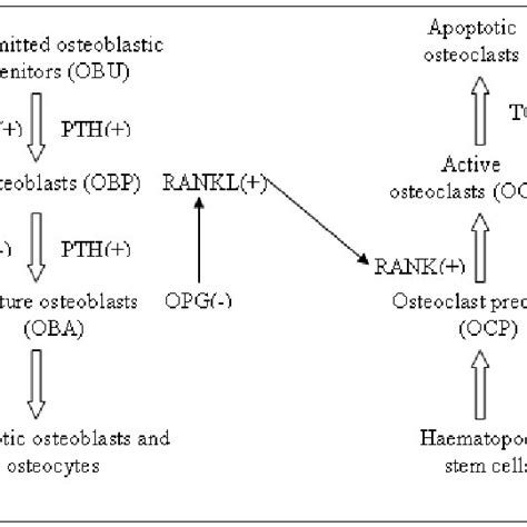 Illustration Of The Bone Cell Model With RANK RANKL OPG Signalling