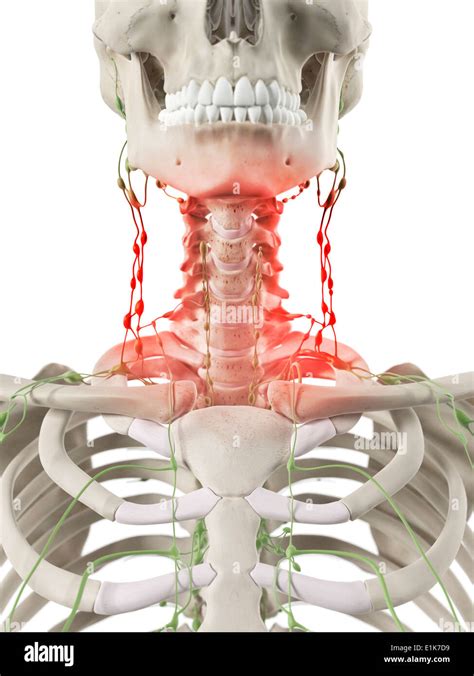 Ganglios linfáticos inflamados en el cuello equipo ilustraciones