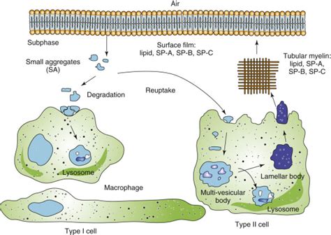 The Surfactant System | Thoracic Key