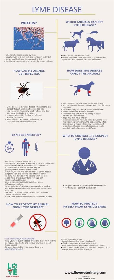 Lyme Disease In Animals And Humans I Love Veterinary