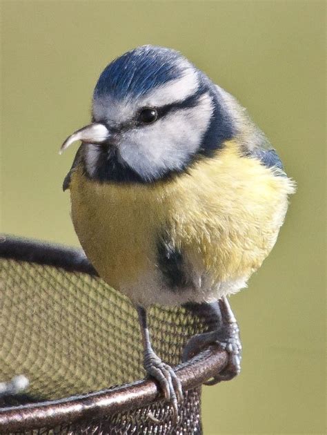 Beak Abnormalities Garden Wildlife Health