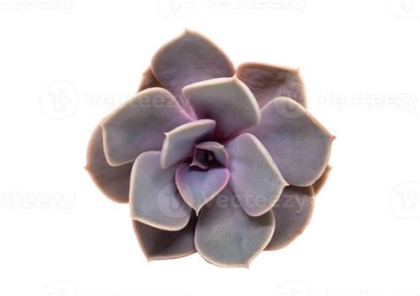 Succulent flower isolated on a transparent background 22742757 PNG