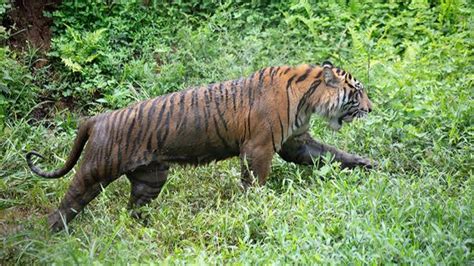 Sedang Kerja Di Hutan Warga Inhil Tewas Diterkam Harimau Cakaplah