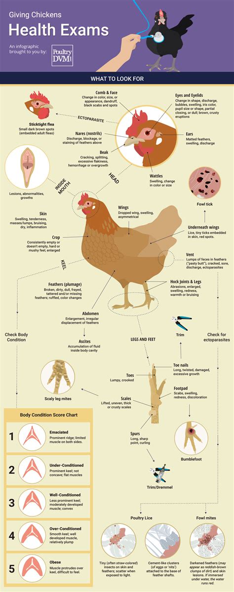 Infographic Giving Chickens Health Exams Infographic