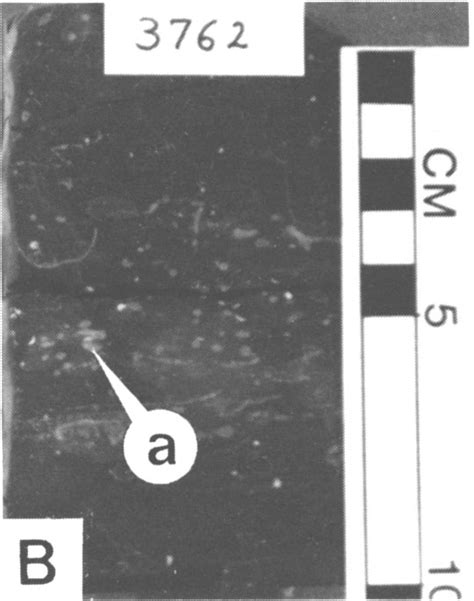 Kgs Subsurface Geology Prather D Zone Cyclothem Lansing Kansas