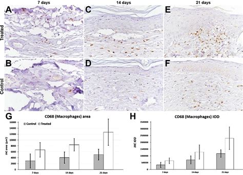 Cd Expression At Seven And Days After The Lesion