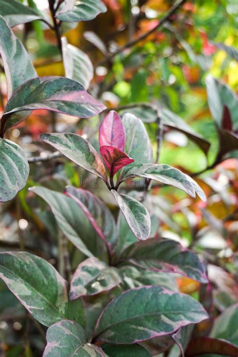 Green Pseuderanthemum Atropurpureum Plant In Nature Garden Stock Photo