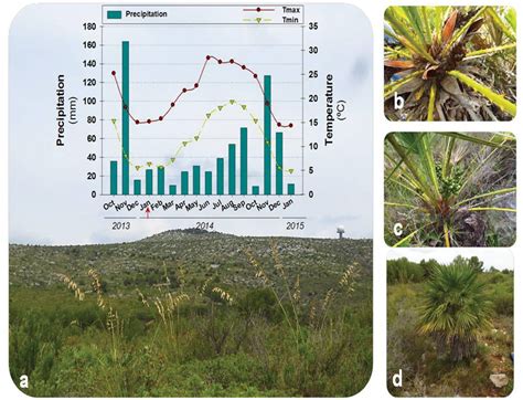 Frontiers Seasonal Sex And Plant Size Related Effects On