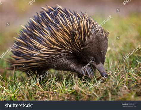 2,440 Echidna Stock Photos, Images & Photography | Shutterstock