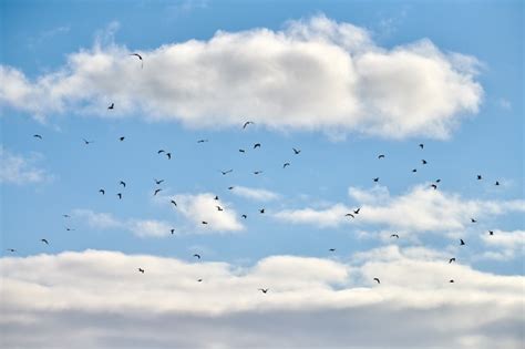 Gaviotas Volando Alto En El Cielo Azul Con Nubes Blancas Y Esponjosas