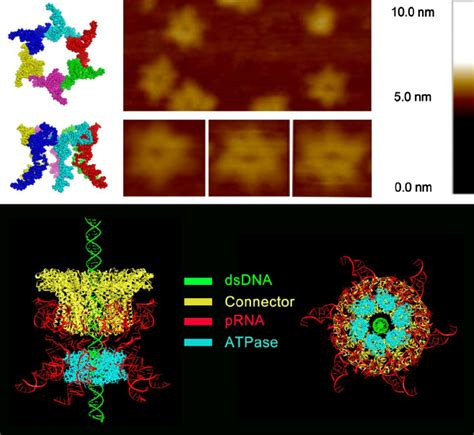 Depiction Of The Phi Dna Packaging Motor Structure And Function A