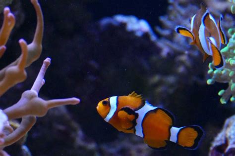 Fishroom - Big Al's Pet Supercentre — Hamilton