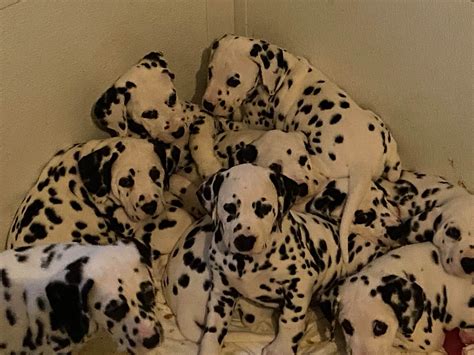 Dalmatian Puppies For Sale - AKC PuppyFinder