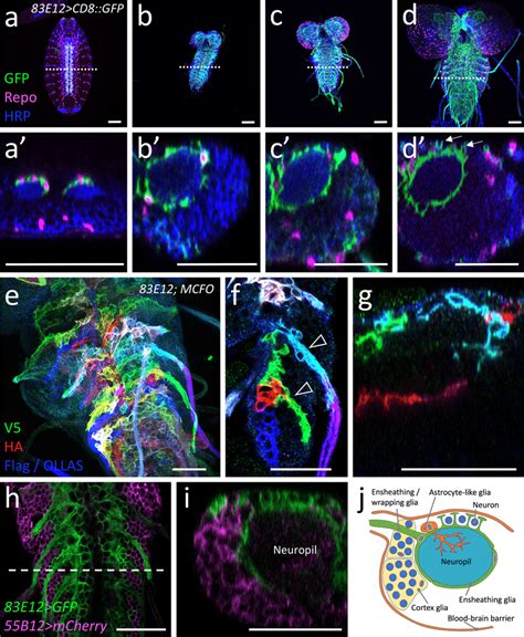 Development Of Ensheathing Glia Representative Images Are Shown Ad