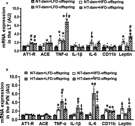 Maternal Angiotensin Iiinduced Hypertension Sensitizes Postweaning