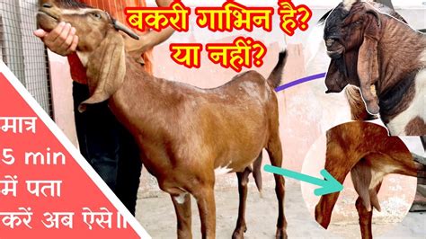 बकरी गाभिन है या नहींमात्र 5 Min में पता करें अब ऐसे॥pregnant Goat