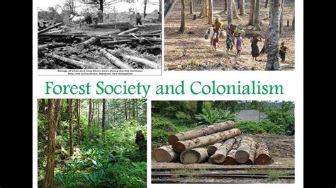 Forest Society And Colonialism Class 9 History Chapter 4 YouTube