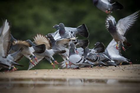 Flock of Homing Pigeon Flying Against Clear Blue Sky Stock Image ...