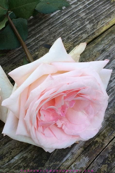 Premium Scented garden Rose Pink O'hara