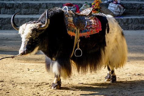 HD wallpaper: Manali, Himalayas, Yak, Cattle, Horns, animal, horned ...