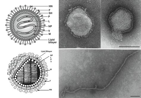 Paramyxovirus Structure