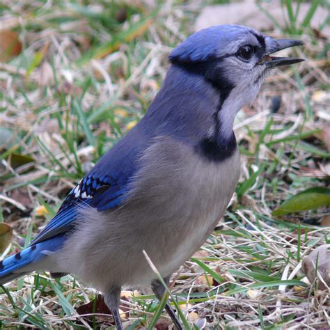 Wild life: Blue jay | wild birds
