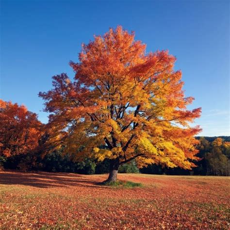 autumn tree stock  pictures freeimages