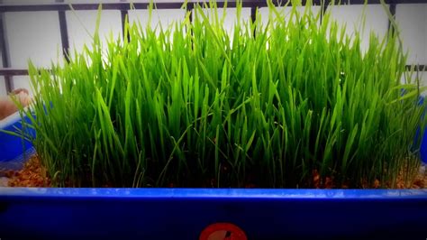 How To Grow Wheatgrass Without Soil Youtube