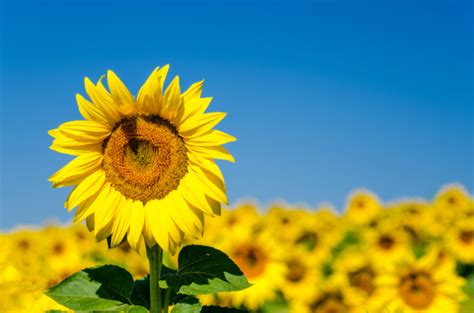 Znanstvenici Napokon Otkrili Za To Suncokreti Prate Sunce Narod Hr