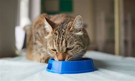 Gato pode comer gelatina Entenda o que você pode ou não oferecer