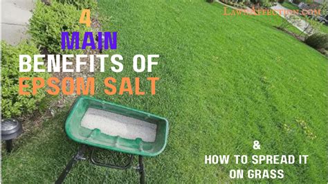 4 Benefits of Epsom Salt & How to Spread It on Grass - Lawn Affection