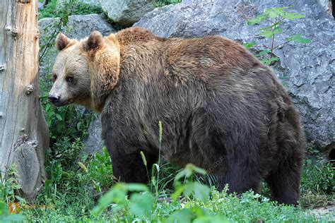 Bestellen - Braunbär (Ursus arctos) Bild - Bildagentur