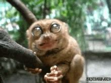 Tarsier Wild Animals GIF - Tarsier Wild Animals Chewing - Discover & Share GIFs