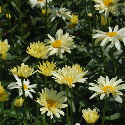 Leucanthemum Superbum Wirral Supreme Grande Marguerite Vivace