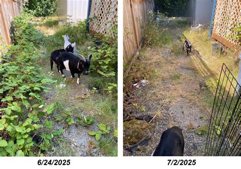 Our Work – Urban Goat Grazers Goat Rentals Mountlake Terrace, Lynnwood,