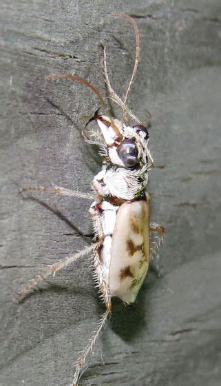 Ghost Tiger Beetle Ellipsoptera Lepida Bugguidenet