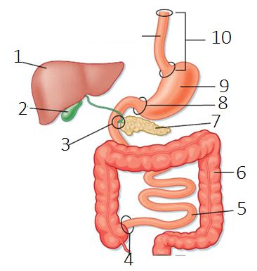 A Gastrointestinal Fysiologi Flashcards Quizlet