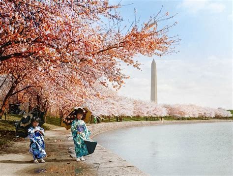 Cherry Blossoms In Bloom: Washington DC, 1925