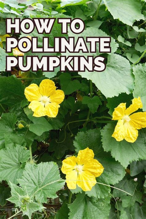 yellow flowers with the words how to pollinate pumpkins on it in front of green leaves