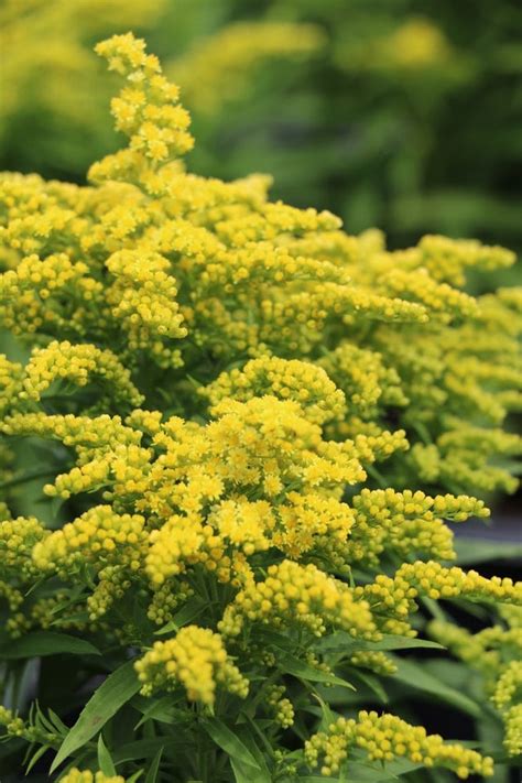 Solidago 'Sweety'