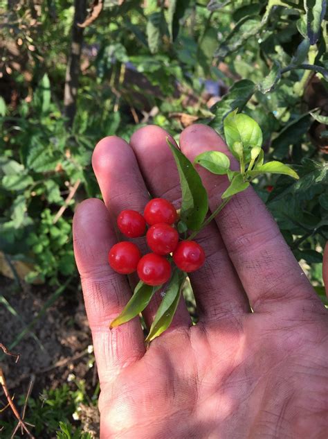 Hot Peppers For Health By Gavin Mounsey