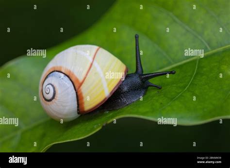 Land snail (Polymita picta roseolimbata) Cuba. Endemic species Stock ...