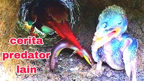 BURUNG TENGKE UDANG SATU LAGI SPESES BURUNG PALING RAKUS DI BUMI YouTube