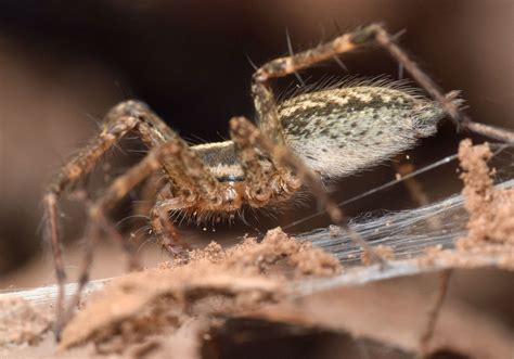 Grass Spider Agelenopsis Bugguide