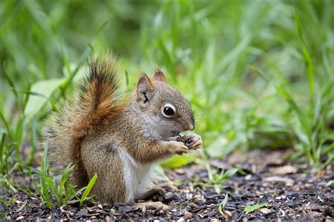 Baby Squirrel Red - Free photo on Pixabay