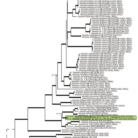 The 50 Majority Rule Consensus Tree From Bayesian Inference Of The