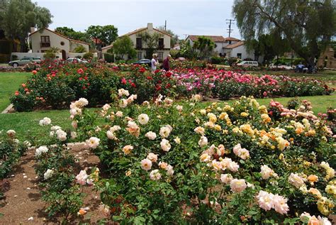 Mission Rose Garden In Santa Barbara The Mission Rose Gard Flickr