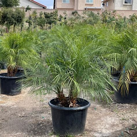 Pygmy Date Palm Plant Care And Growing Basics Water Light Soil