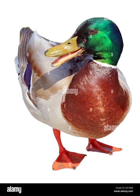 Mallard Duck Beak Open Hi Res Stock Photography And Images Alamy