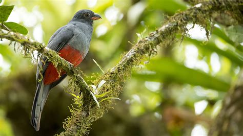 Trogons Flickr